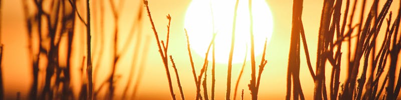 Setting sun behind tall grass