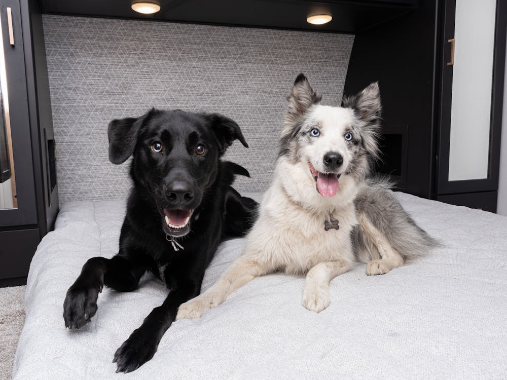 Outback 244UBH dogs on main bed