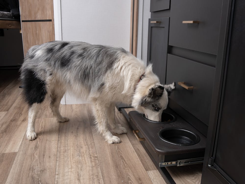 Outback 244UBH Dog Dishes