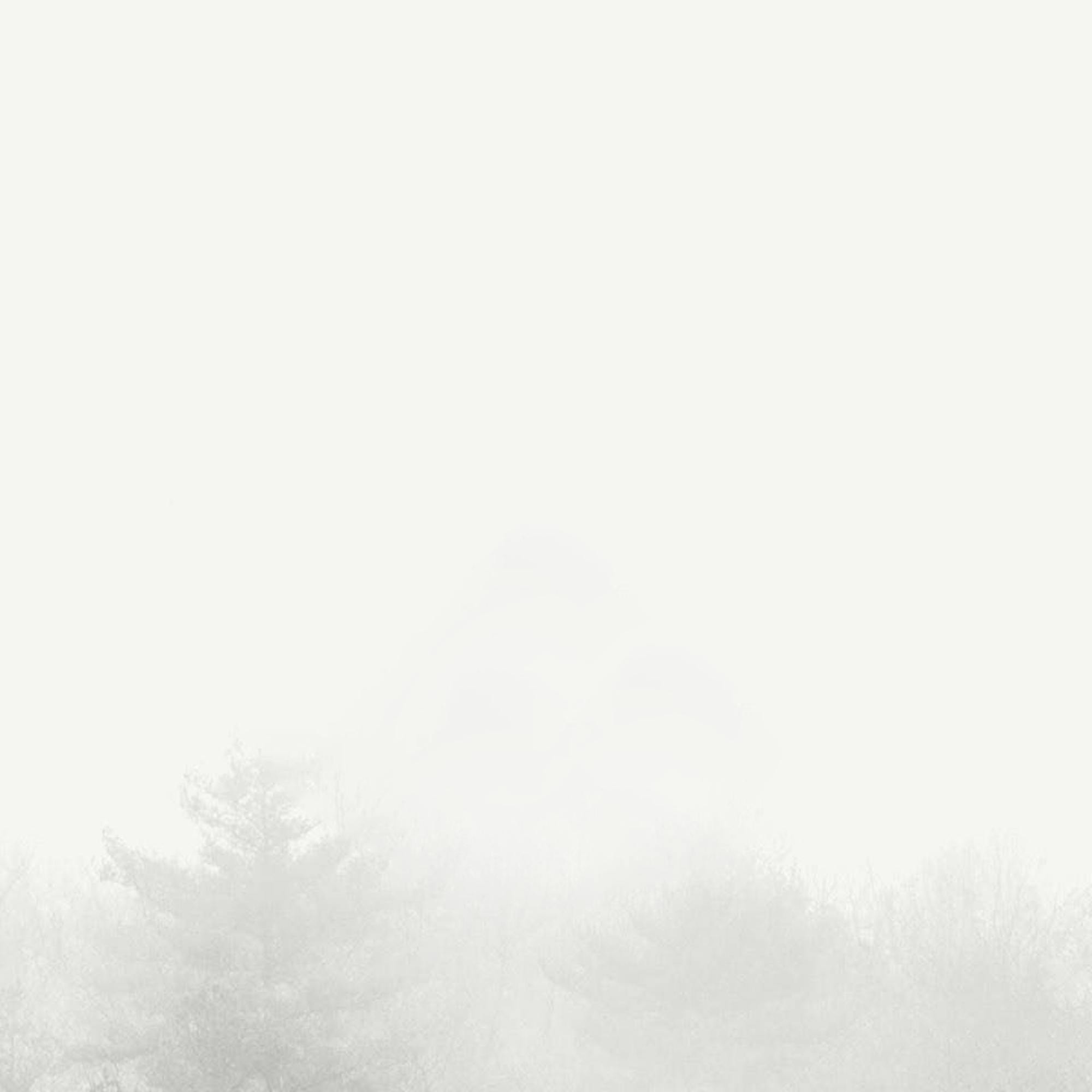 Background image of trees in the mist.