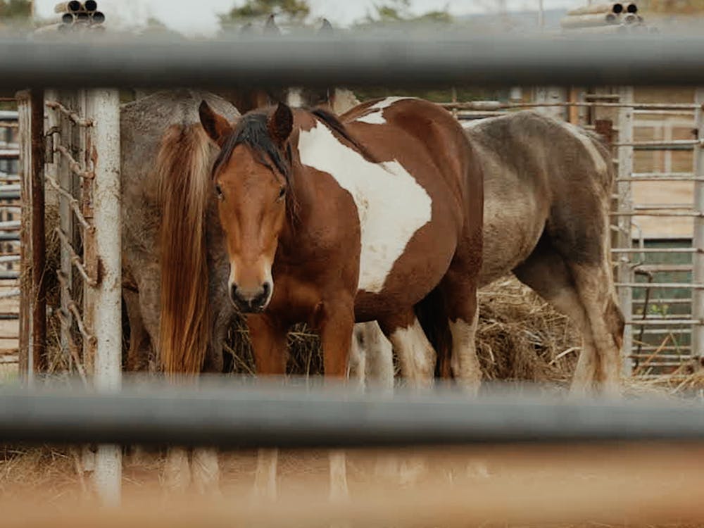 Original rescued colts that will become ambassadors for Moon Mountain