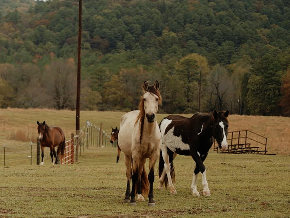 Wild horses on the Moon Mountain Sanctuary