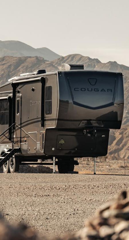 Cougar