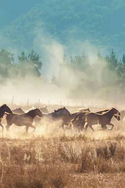 Wild horses running across plains kicking up dust.