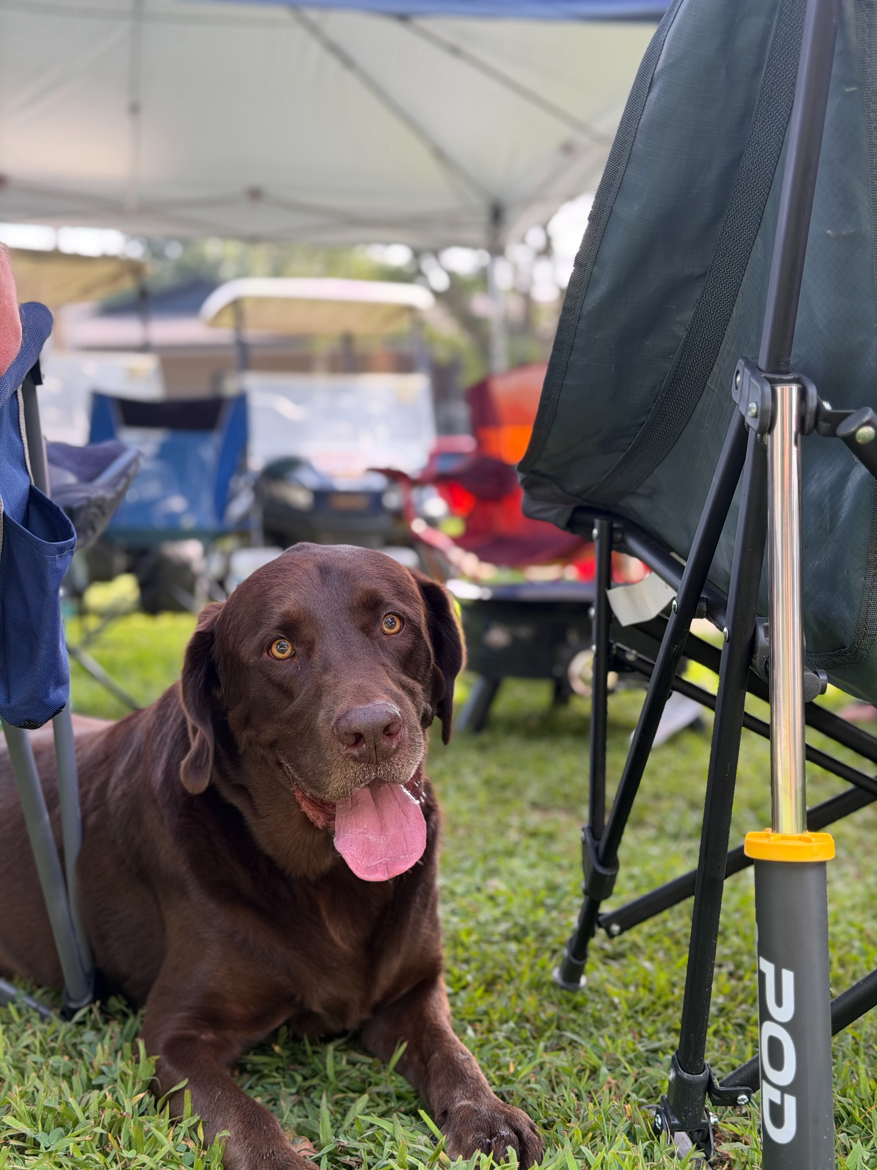 Dog enjoying shade at campground.