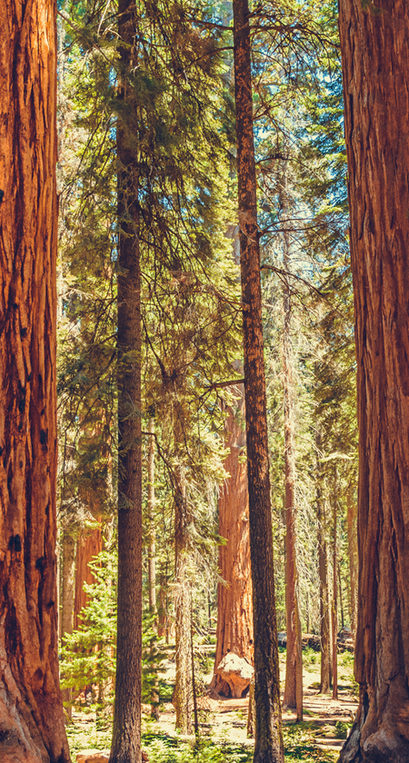 Redwood